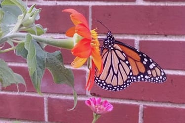 Monarch Butterfly