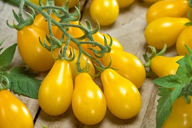 Yellow Pear Tomato