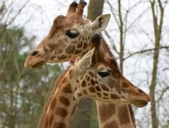 L'aventure sauvage à 20 mn : le Zoo de la Flèche (72)