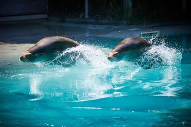 Spectacle des otaries au zoo de la flèche