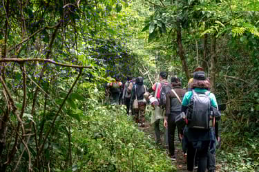 Traveling group with backpacks exploring forest during hike
