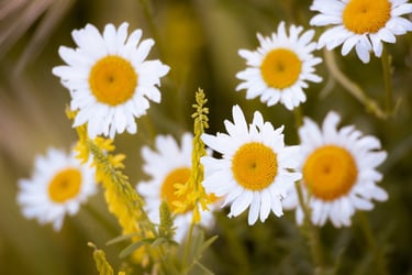 A dreamy shot of daisies up close.