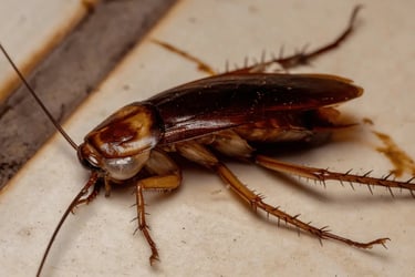 desinsectisation blattes montélimar, lutte nuisibles Montélimar