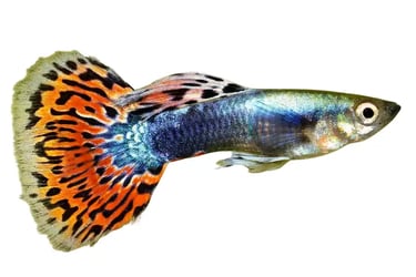  Swordtails