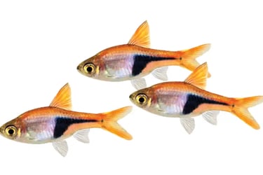 Rasboras
