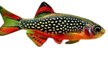  Danios