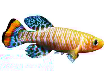 Killifish