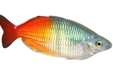  Rainbowfish