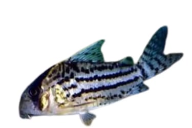 Plecos
