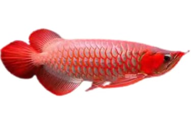  Arowanas