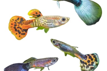 Guppies