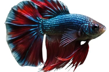 Betta Fish