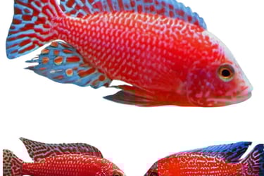 Cichlids