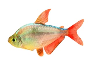 Tetras