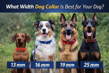 Koja je najbolja širina povodca Luido pet gear