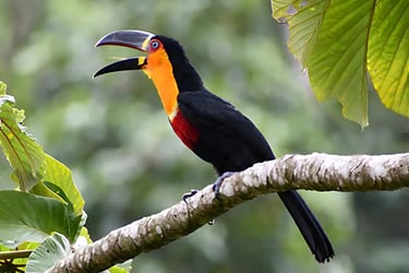 tucano silvestre sobre um galho de arvore