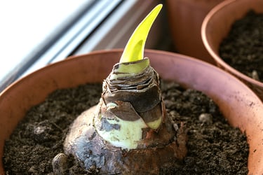 amaryllis bulb
