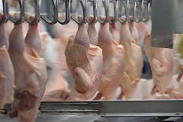 Fresh Chicken