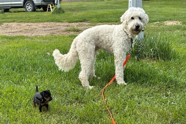 Benji the doodle and Thor the terrier