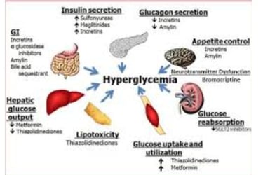 a diagram of the human body organs and hypoglcemia