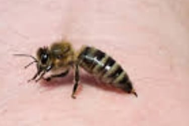 Bee Stings Benefits