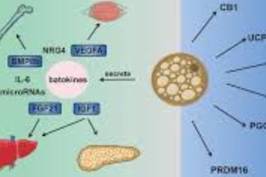 Methods for Evaluation OF Brown Adipose Tissue (BAT) (2)