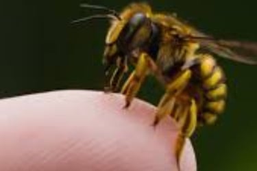 Bee Stings Benefits