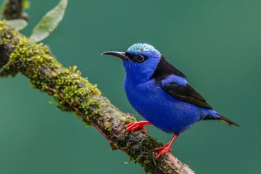 A Red-legged Honeycreeper with bright red legs and navy blue body perches on a moss-covered branch