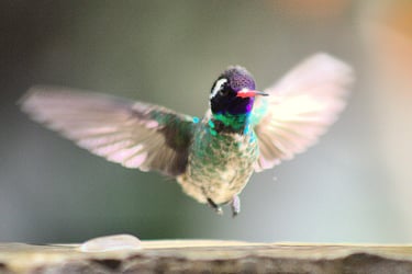 Colorful hummingbird in flight with iridescent feathers – high-speed wingbeat in natural habitat
