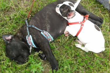 zwei Bulldoggen Welpen kuscheln auf einer Wiese