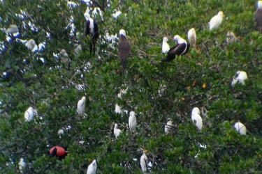 oiseaux passiflora excursion voyage france guadeloupe