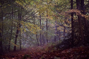 a forest scene with a bench and a bench in the foreground