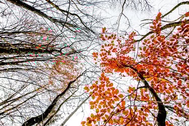 a tree with leaves on it and a sky background