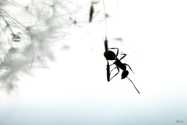 a spider spider webcamerator in a tree