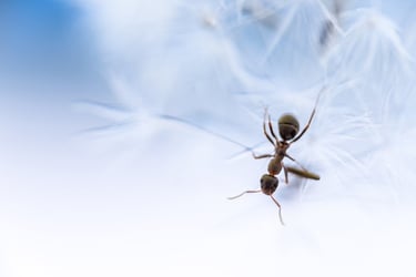 a spider spider spider spider spider spider spider spider spider spider spider spider spider spider spider