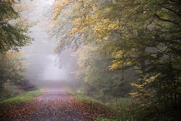a path way through a forest with a bench and umbrella