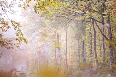 a bench with a bench and a bench in the background