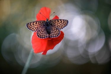a butterfly butterfly on a red flower