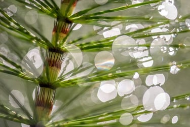 a pine tree with a rainbow in the background