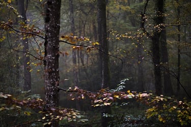 a forest scene with a bench and a bench in the foreground