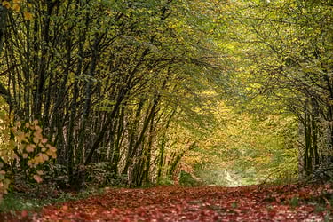 a road with a dirt road and trees in the background
