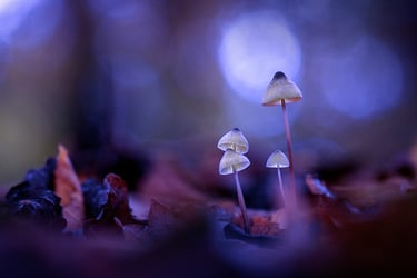 a group of mushrooms growing from the ground