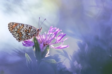 a butterfly butterfly on a flower in a field