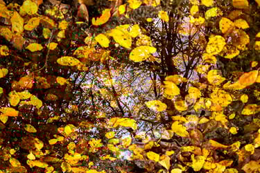 a tree with leaves and leaves on it