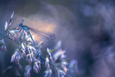 a dragonfly dragonfly resting on a plant
