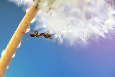a buggy antelopect antelope antelope antelope