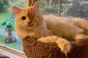 Sami - Male Domestic Medium Hair (born June 2020)