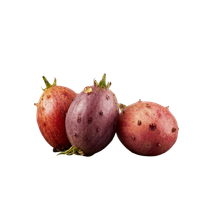 Three vibrant purple and red prickly pear cactus fruits isolated on a solid black background.