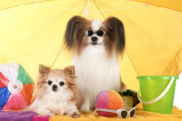 Dos perros de pelo largo con gafas de sol bajo una sombrilla de playa amarilla.