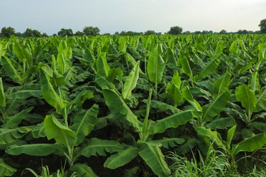 GMM Fruits Indian Bananas
